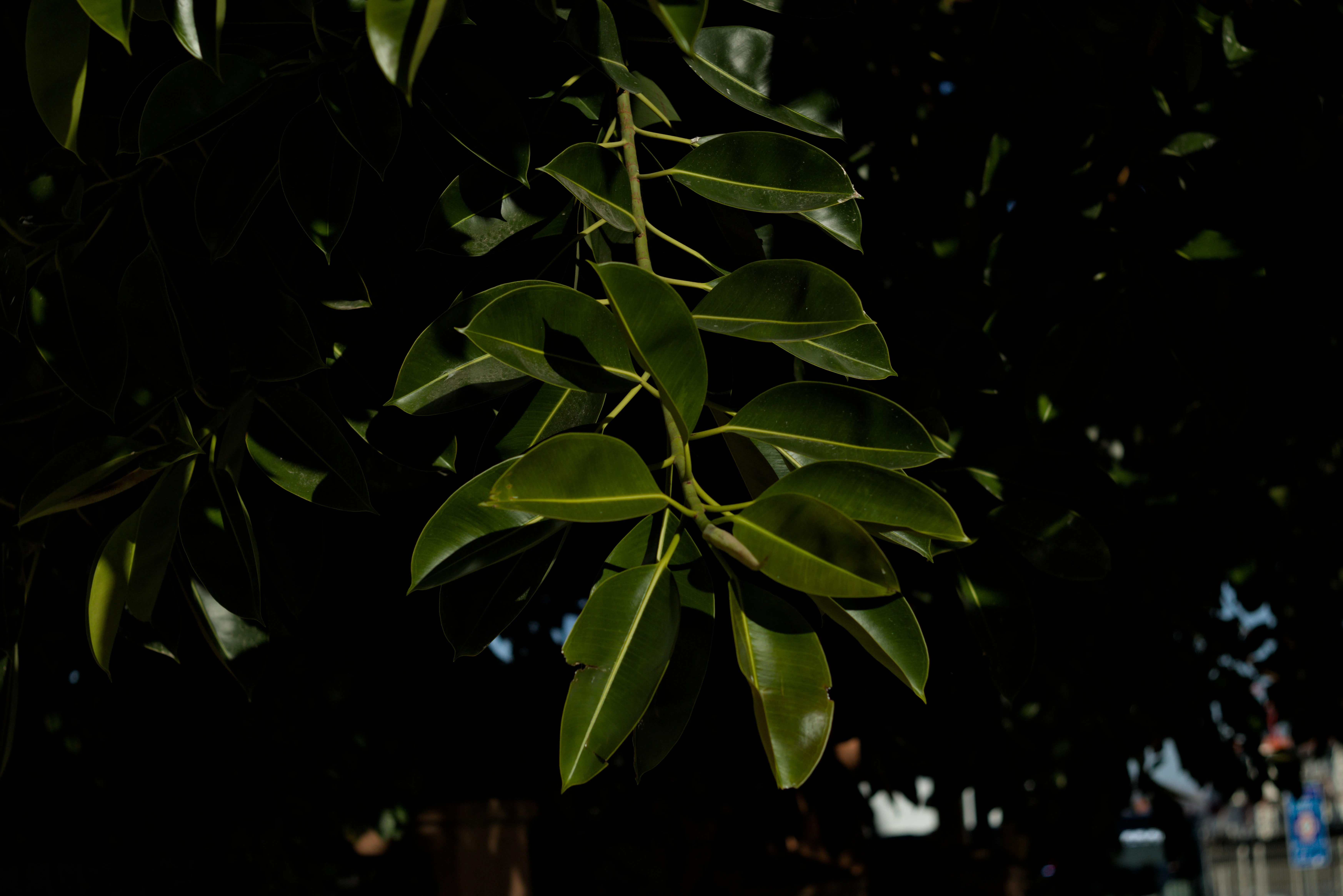 Zenith Helios-77M-4 1,850 (VOMZ) - _I4A2774.webp